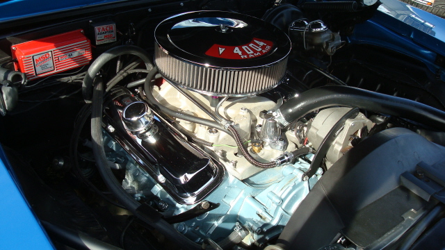 ShelbyLions_009.JPG
